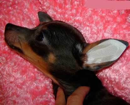 Kulaklar kuruduğunda, tasarımı, fotoğrafta gösterildiği gibi köpeğin kulağına yapıştırın ve dikkatlice çıkarın